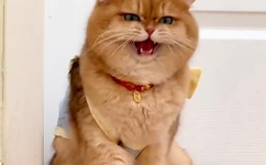 61974短视频地址在线观看